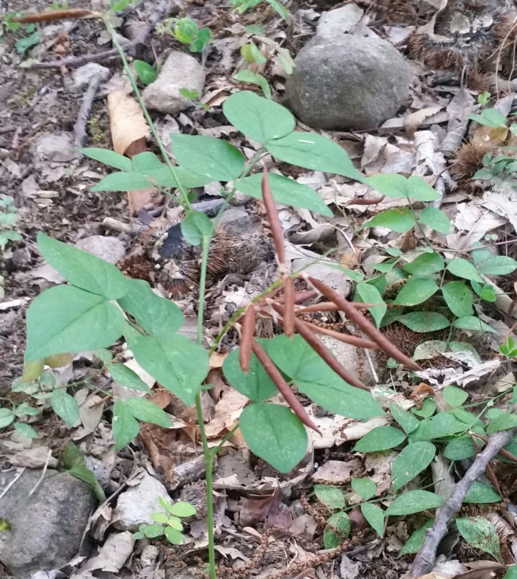 Baccelli di Lathyrus venetus